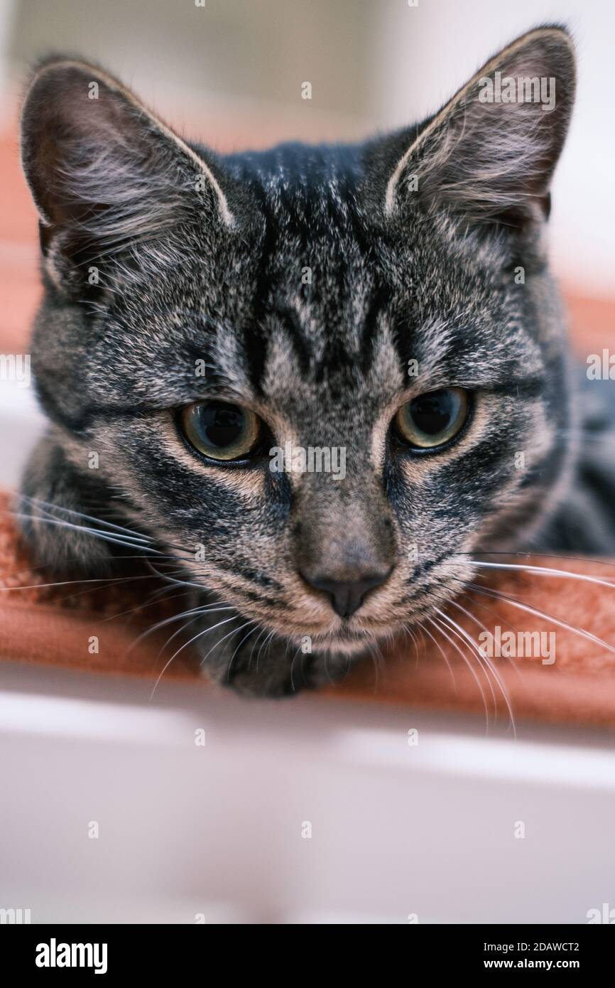 un chat de maison gris est paresseux sur un escalier Banque D'Images