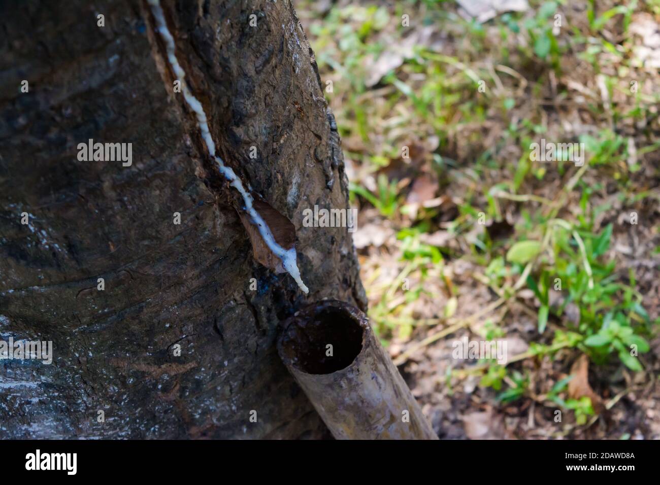 Caoutchouc avec coupes de barre oblique sur une plantation à Assam, Inde. Latex des arbres de caoutchouc. Banque D'Images