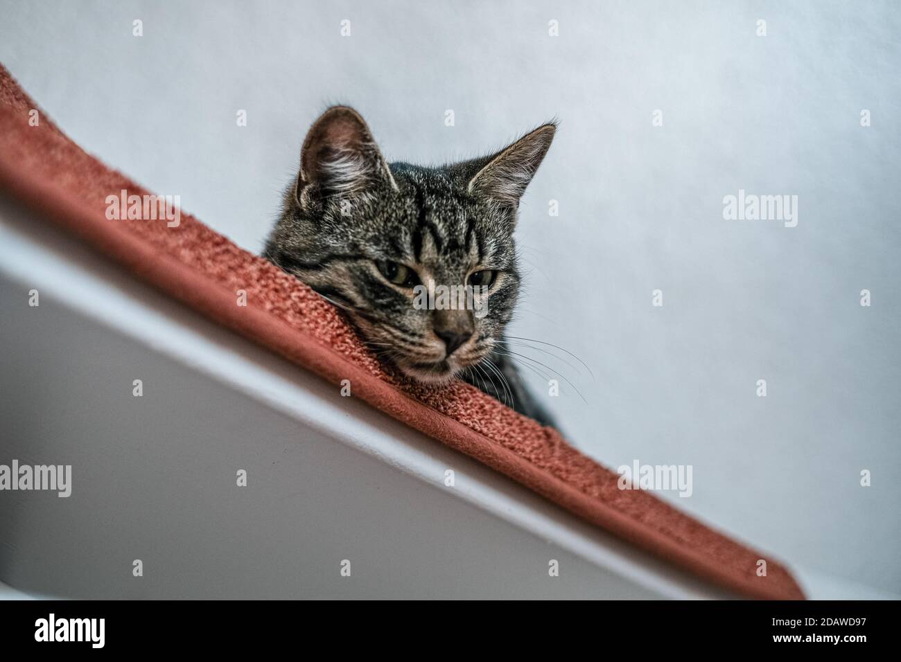 un chat de maison gris est paresseux sur un escalier Banque D'Images