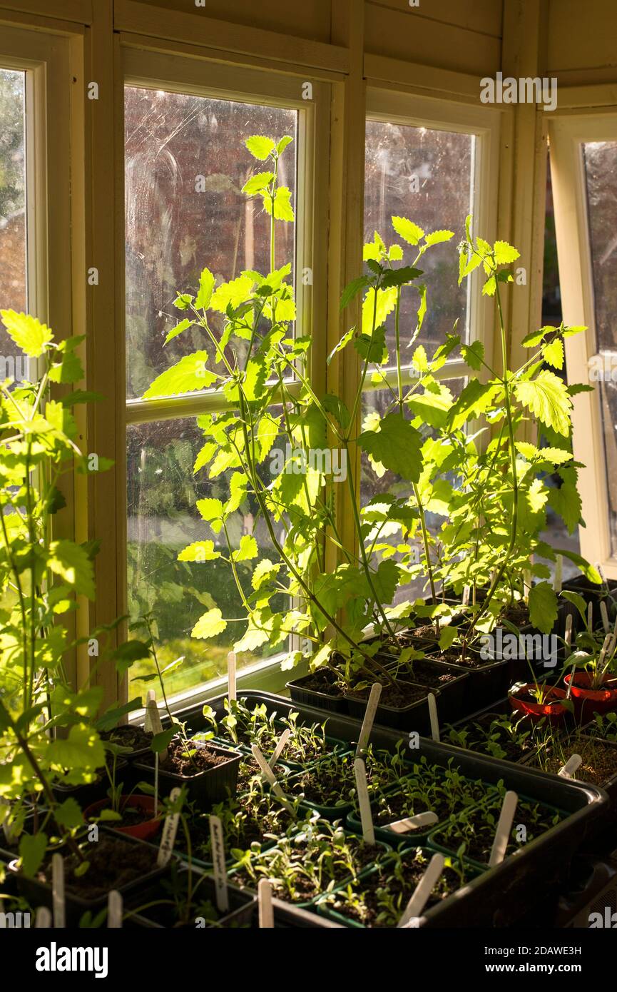 Nepeta cataria, Catnip, plante avec d'autres plantules qui poussent dans un hangar de potage domestique en été Banque D'Images