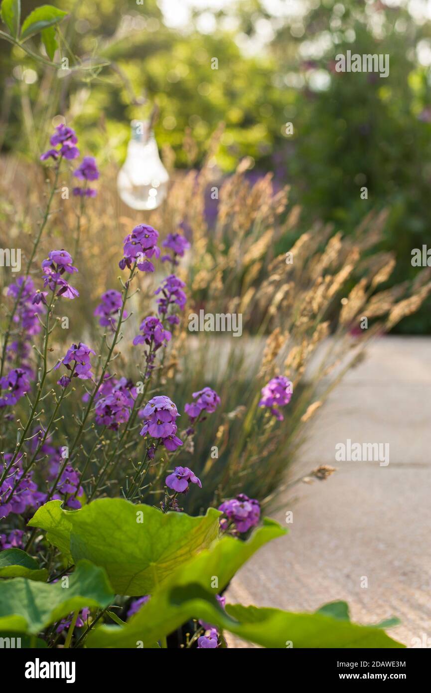 Erysimum linifolium 'Super Bowl mauve', en fleur Banque D'Images