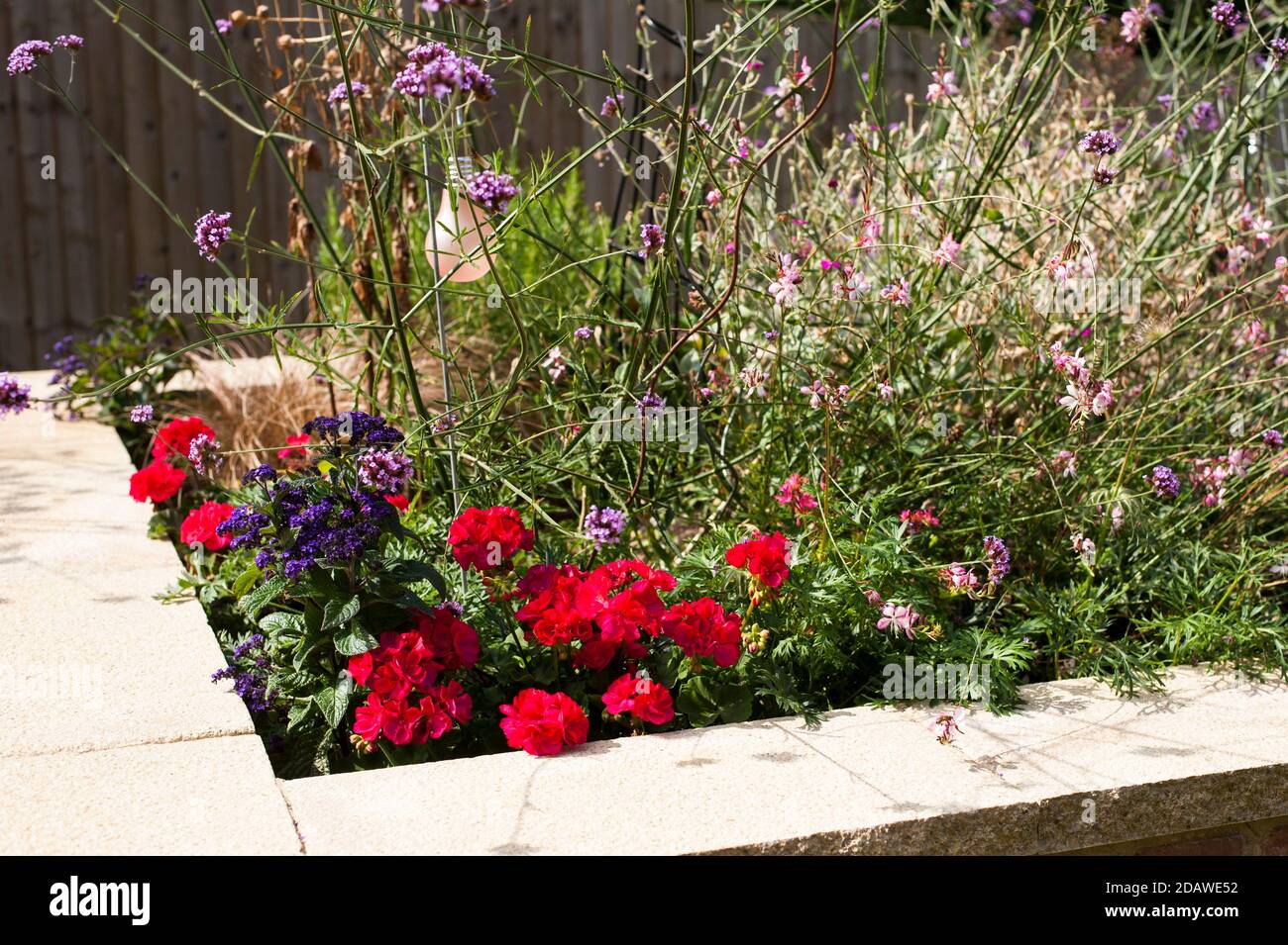 Héliotrope Dwarf Marine, Heliotropium arborescens avec pelargoniums zonaux croissant dans un lit surélevé Banque D'Images