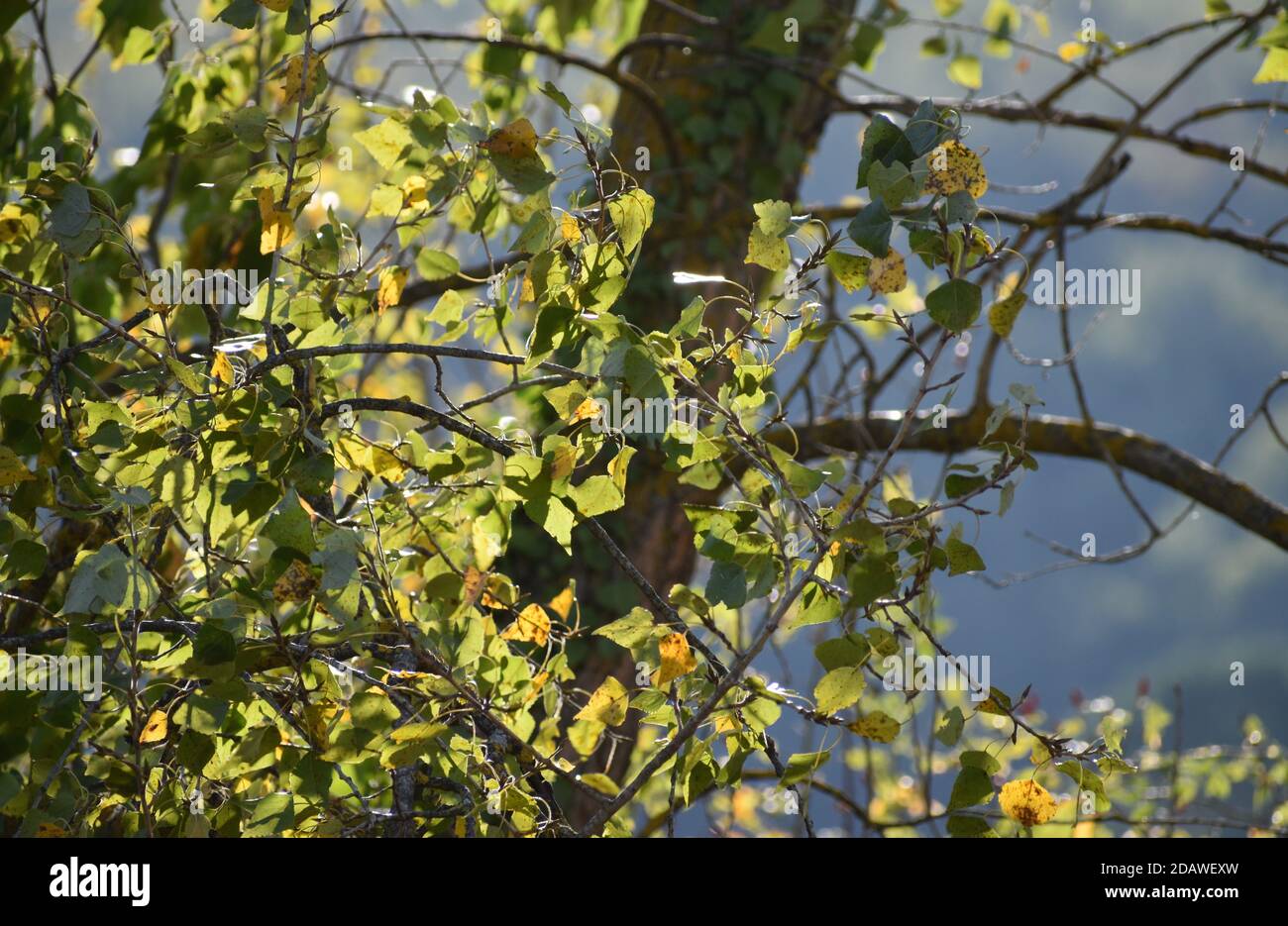 La lumière du soleil montre les couleurs romantiques de la forêt d'automne dans Toscane Italie Banque D'Images