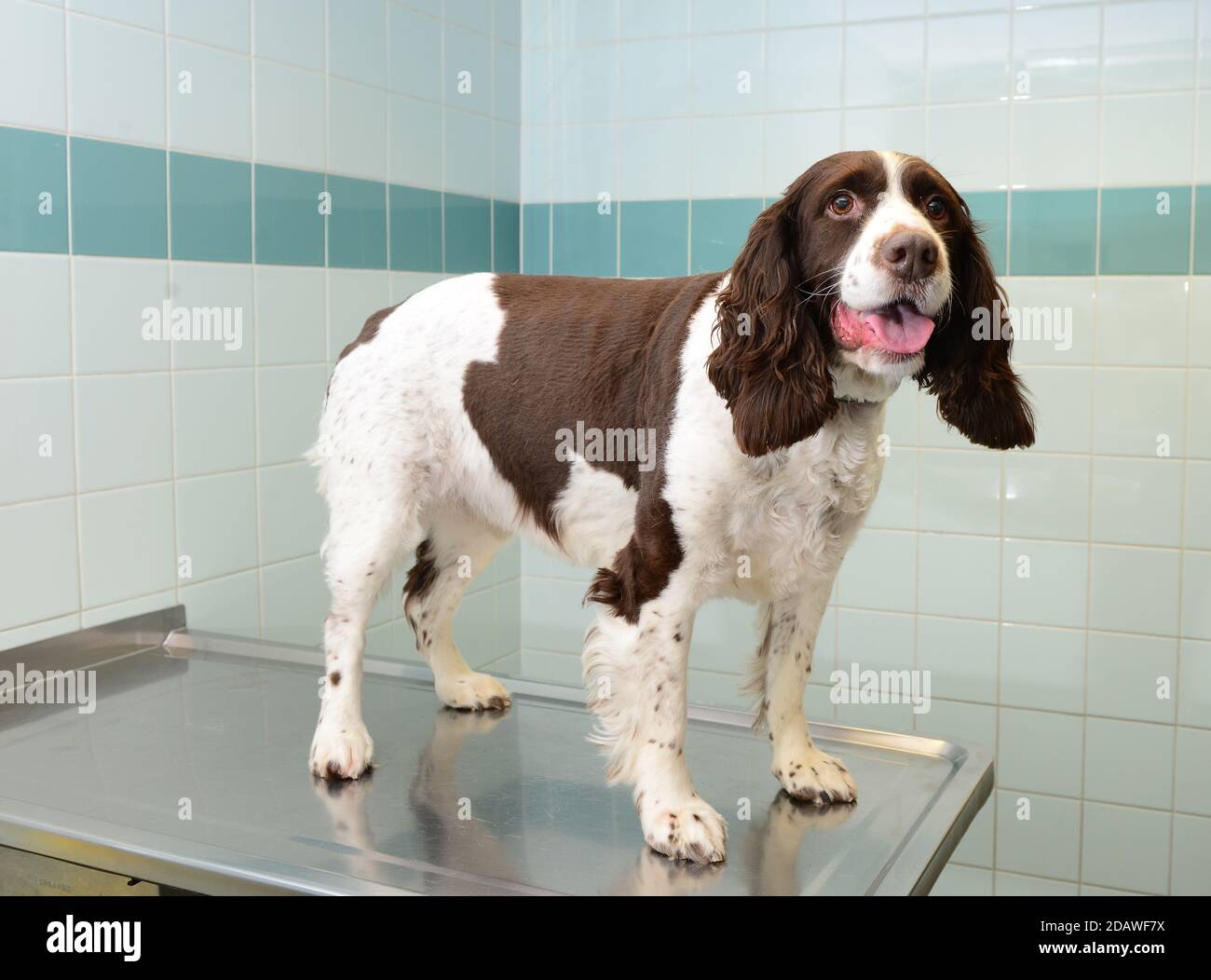 Chien de spaniel en chirurgie vétérinaire Banque D'Images