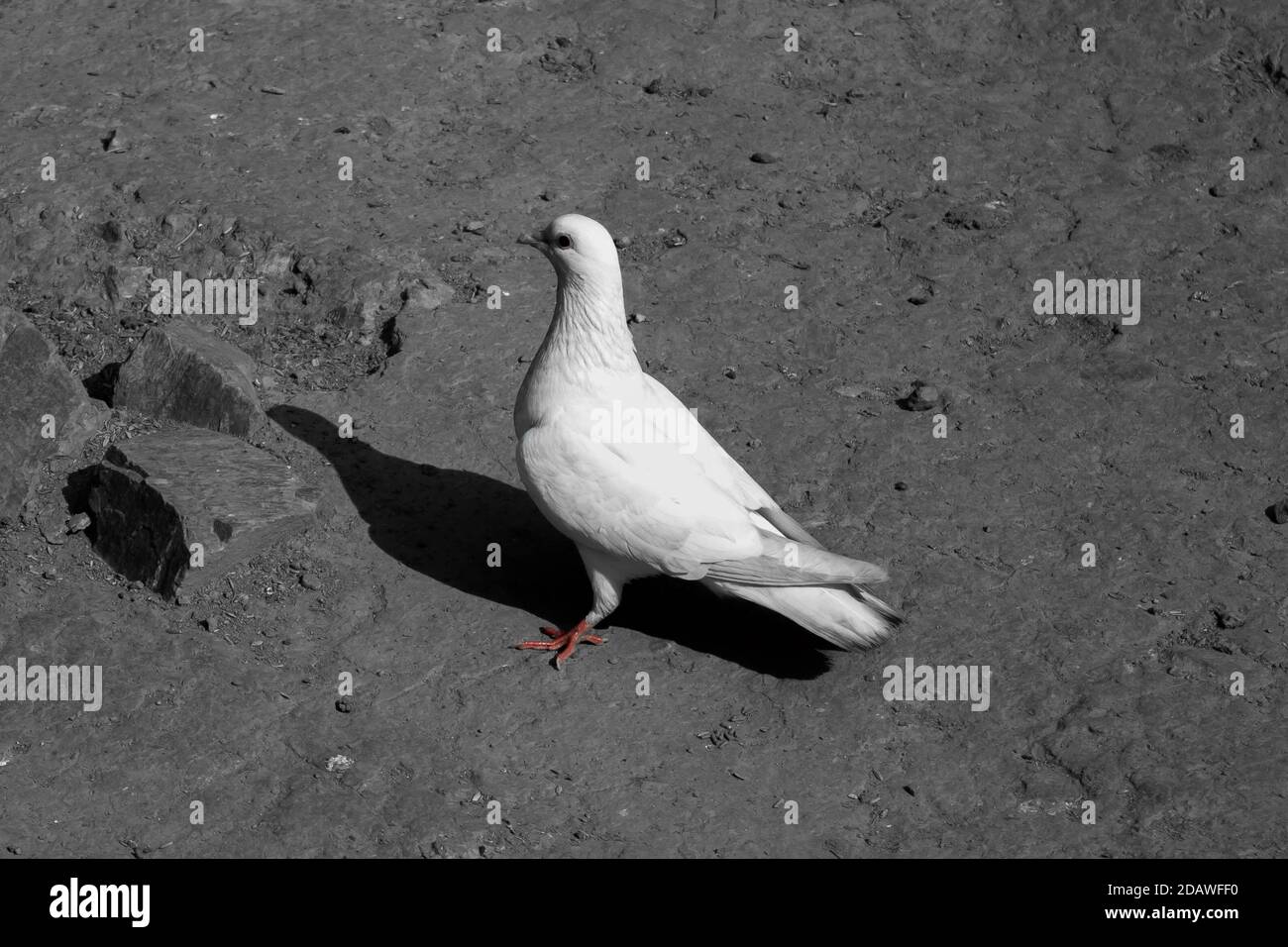 Pigeon blanc ou colombes sur fond noir, pigeon blanc isolé, oiseau de paix Banque D'Images