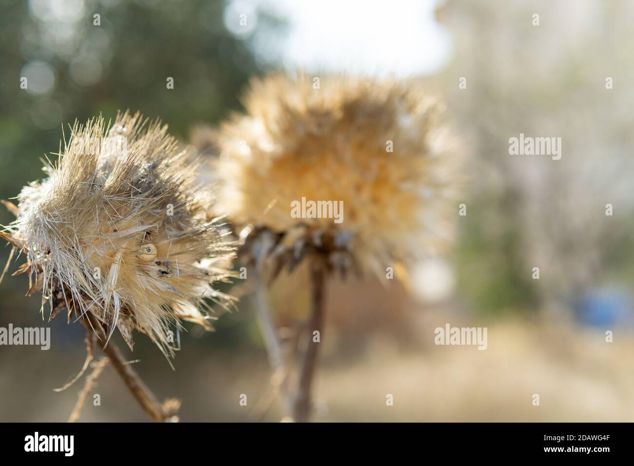 Fleur de chardon séchée (Silybum marinanum) avec effet bokeh. Majorque,  Espagne Photo Stock - Alamy
