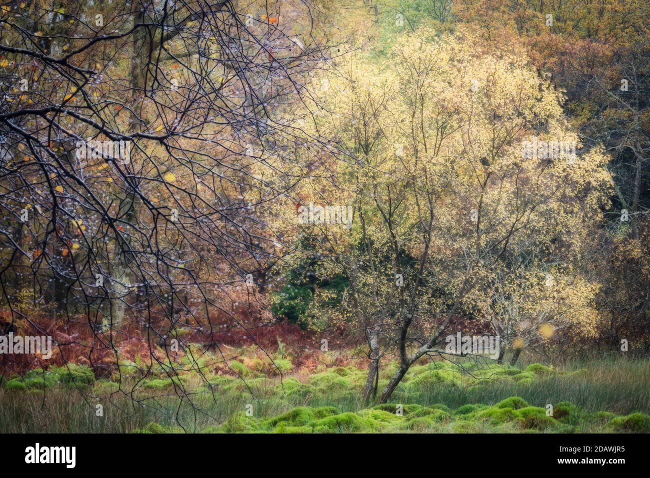 Forêt mixte à la fin de l'automne à Manesty, Derwent Water, Keswick, The English Lake Districr. Banque D'Images