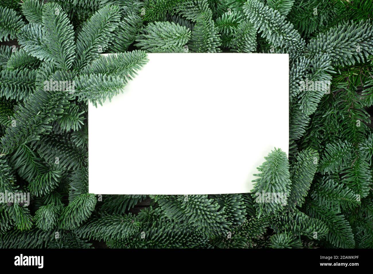 Cadre de Noël de branches de sapin naturel avec espace de copie pour le texte isolé sur fond blanc de carte de vœux vacances invitation à la célébration Banque D'Images