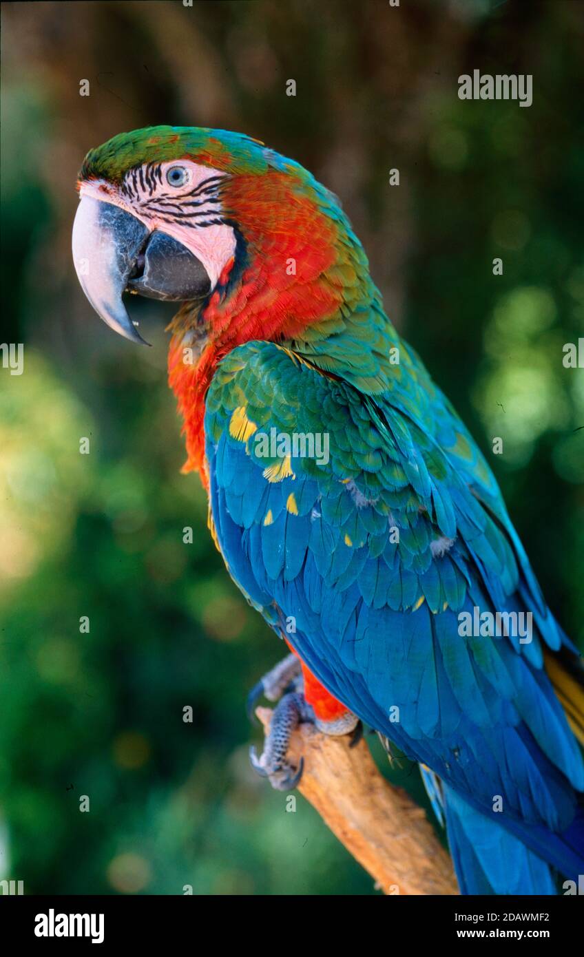 Portrait de Macaw rouge et vert, Ara chloroptera, ou Macaw à ailes vertes ou Ara Parrot perchée sur Perch Banque D'Images