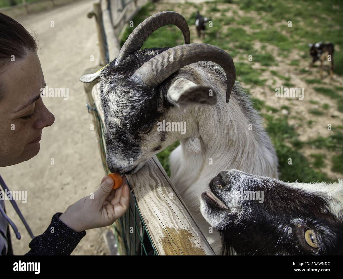 Chèvres manger la carotte dans la ferme animale, l'industrie du bétail Banque D'Images