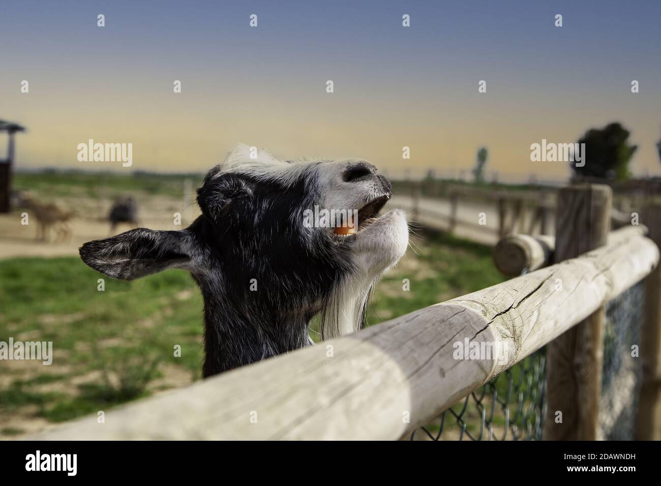 Chèvres manger la carotte dans la ferme animale, l'industrie du bétail Banque D'Images