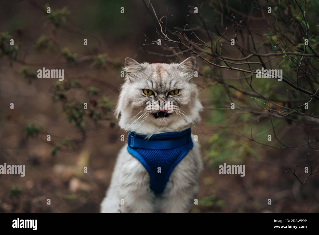 Chat Drole Avec La Bouche Ouverte Et La Langue Dehors Assis A L Exterieur Beau Chat Avec Harnais Bleu Assis Dans La Foret Photo Stock Alamy