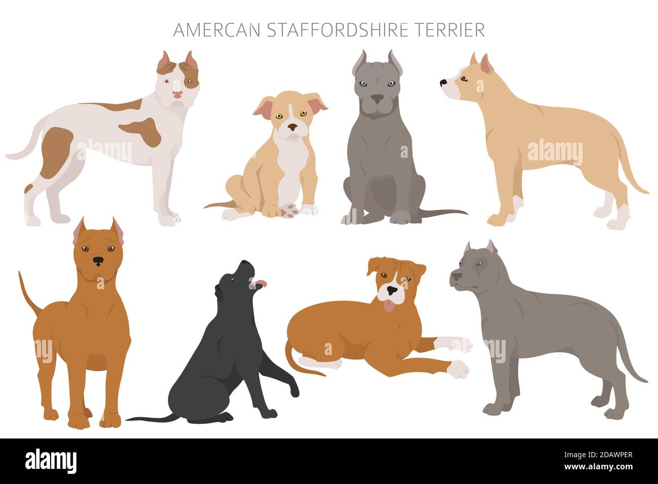 American staffordshire Terrier Dogs Set. Variétés de couleurs, différentes poses. Collection d'infographies Dogs. Illustration vectorielle Illustration de Vecteur