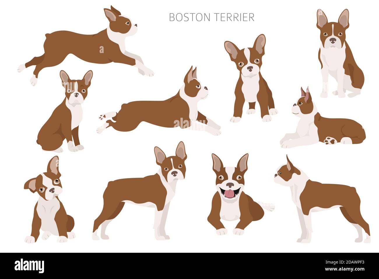Boston Terrier clipart. Différentes poses définies. Adulte et chiot terrier de boston. Illustration vectorielle Illustration de Vecteur
