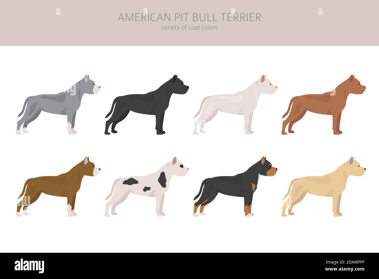 Jeu de chiens de terrier à fosse américaine. Variétés de couleurs, différentes poses. Collection d'infographies Dogs. Illustration vectorielle Illustration de Vecteur