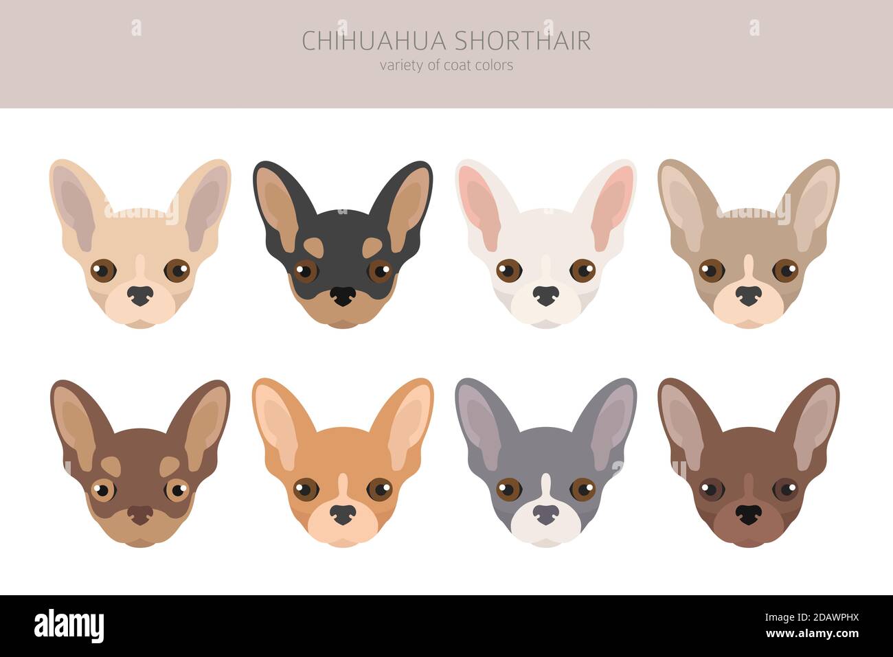 Chiens Chihuahua différentes couleurs de pelage. Jeu de caractères Chihuahuas. Illustration vectorielle Illustration de Vecteur