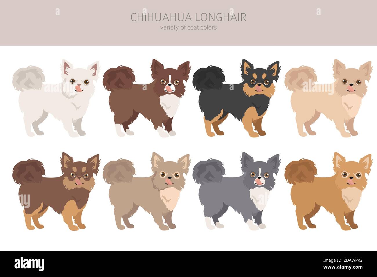 Chiens Chihuahua différentes couleurs de pelage. Jeu de caractères Chihuahuas. Illustration vectorielle Illustration de Vecteur