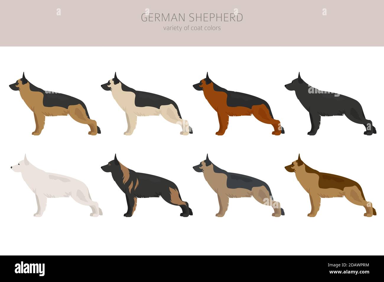 Chiens de berger allemands différentes couleurs de pelage. Jeu de caractères Shepherd. Illustration vectorielle Illustration de Vecteur