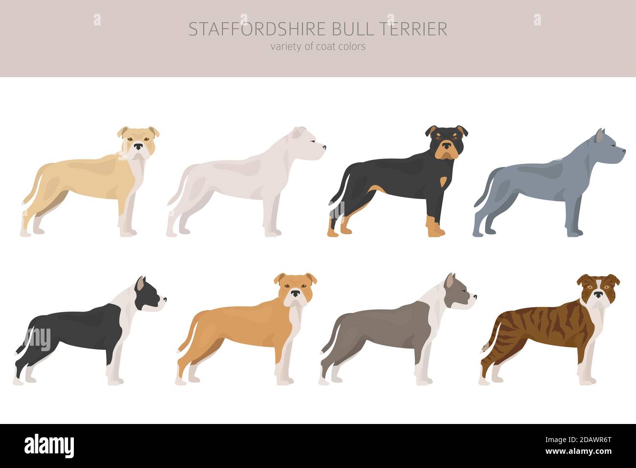 Chiens de type pit bull. Staffordshire bull terrier. Différents types de chiens de couleur blouse. Illustration vectorielle Illustration de Vecteur