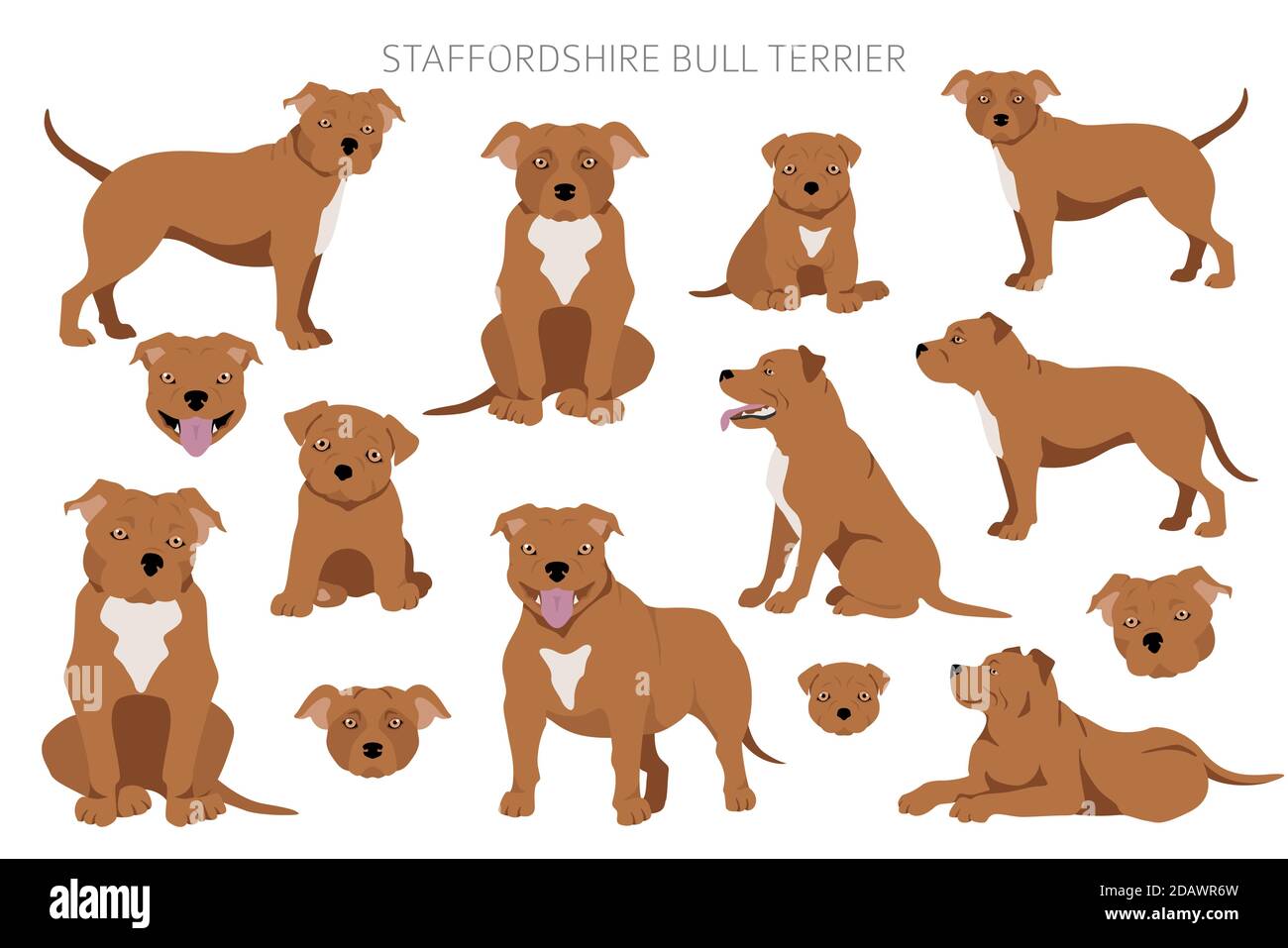 Staffordshire Bull terrier dans différentes poses. Jeu de caractères Staffy. Illustration vectorielle Illustration de Vecteur