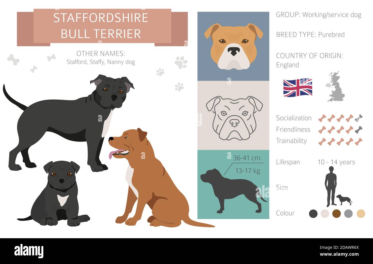 Staffordshire Bull terrier chien isolé sur blanc. Caractéristiques, variétés de couleurs, informations sur le tempérament. Collection d'infographies Dogs. Illustration vectorielle Illustration de Vecteur