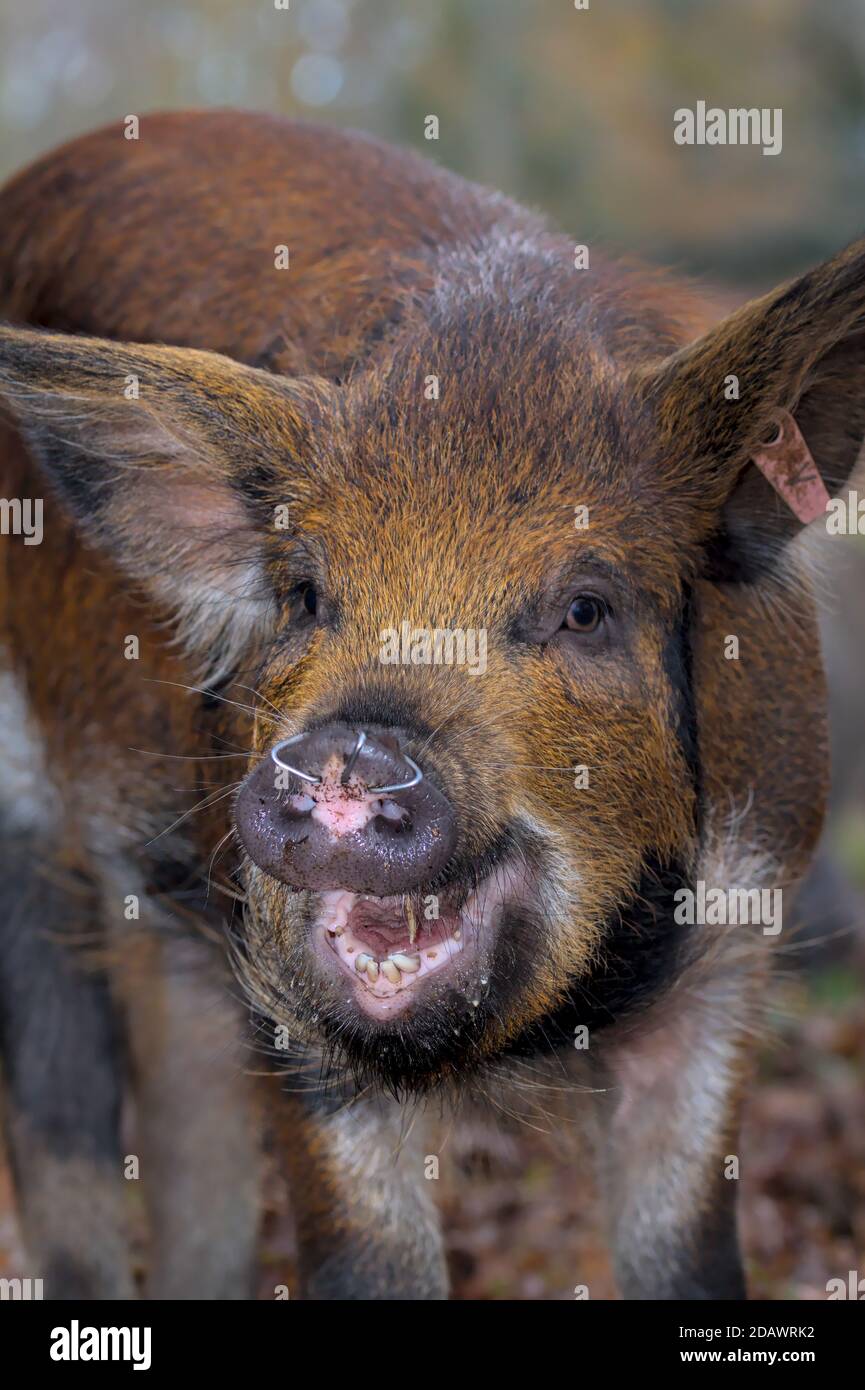 Piglet heureux avec des anneaux dans le nez pour empêcher l'enracinement pendant le Pannage dans la Nouvelle forêt où les porcs sont libérés pour effacer les Acorns. New Forest Royaume-Uni Banque D'Images