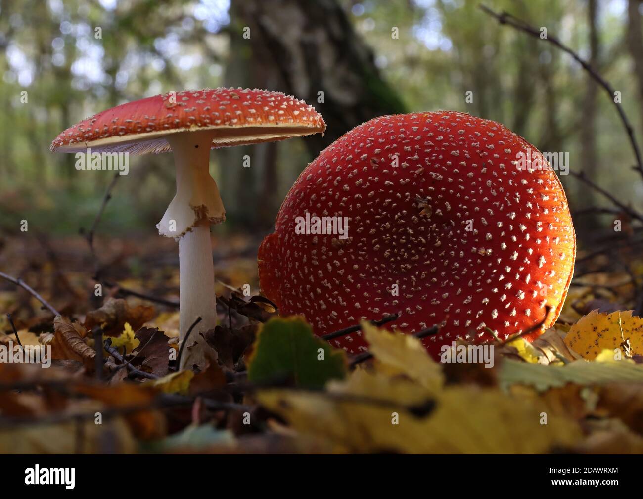 Mouche agaric Mushroom rouge avec des points blancs Banque D'Images