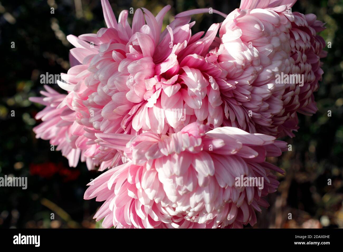 Gros plan sur le chrysanthème rose d'Allouise Banque D'Images