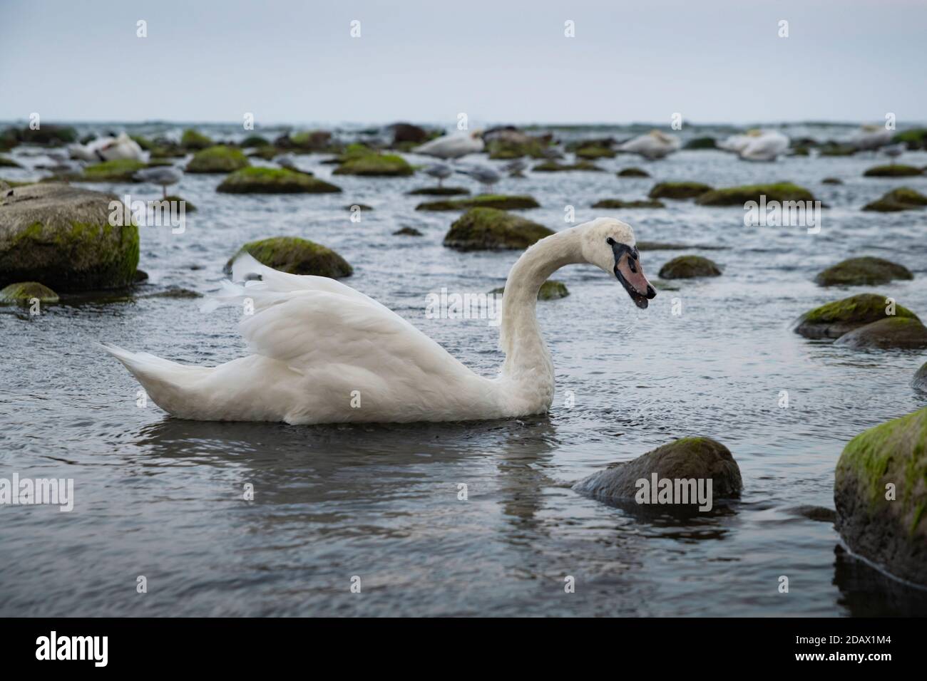 Un cygne flotte dans les eaux baltes au crépuscule, sur la côte Baltique, dans la région de Kaliningrad, en Russie Banque D'Images