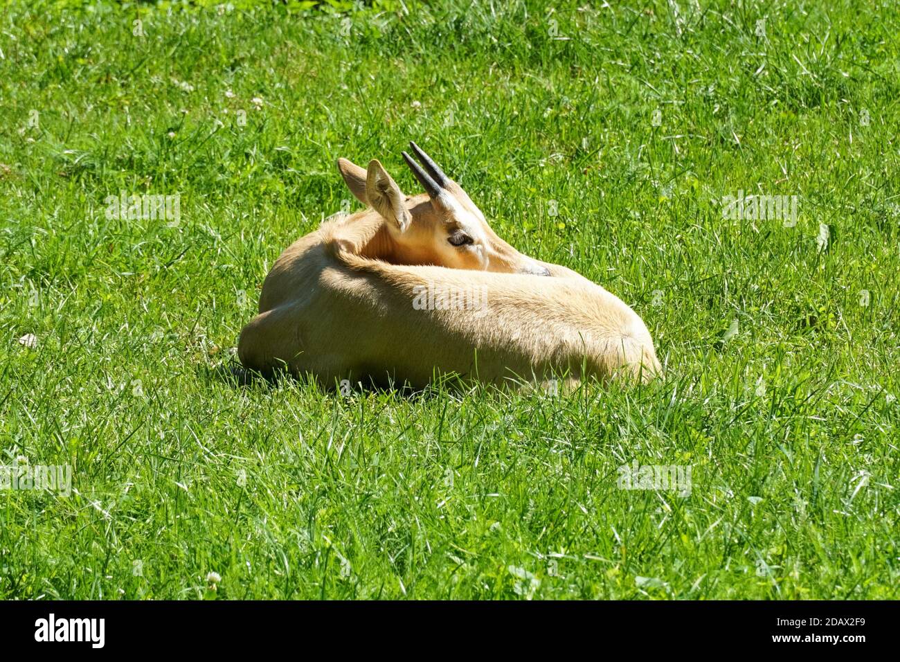Jeune veau de Scimitar Horned Oryx (oryx dammah) assis sur l'herbe Banque D'Images