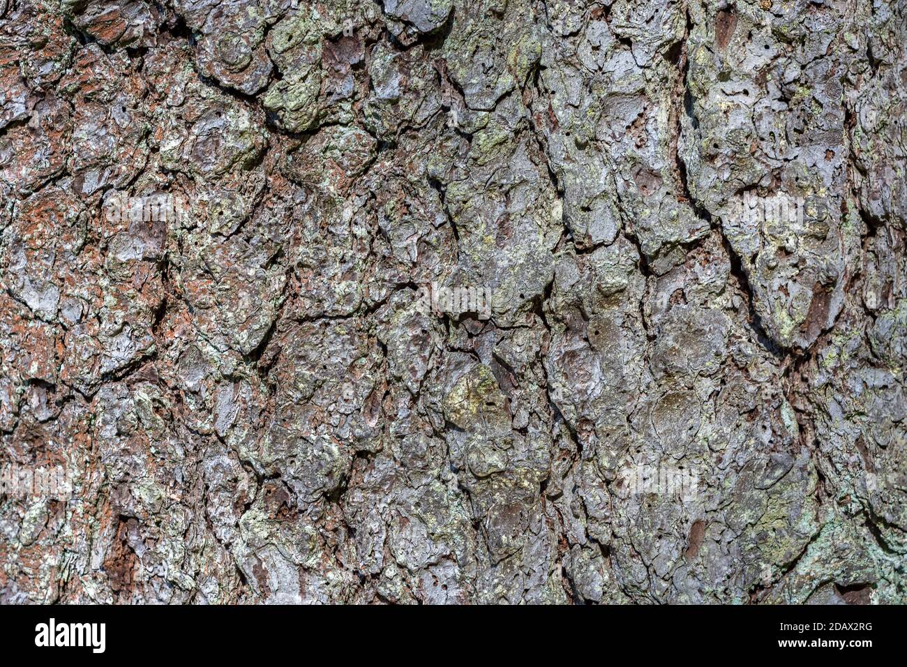 Fragment de l'écorce d'un vieux arbre. À utiliser comme arrière-plans et textures abstraits. Banque D'Images