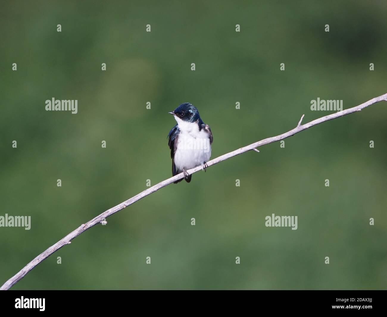 Swallow, Tachycineta bicolor, perchée sur une branche Banque D'Images