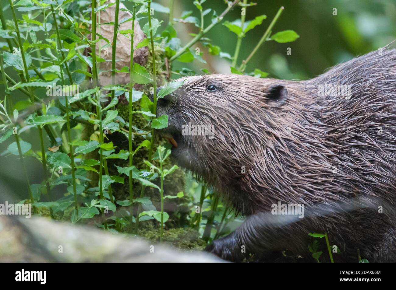 Knepp castle estate Banque de photographies et d’images à haute