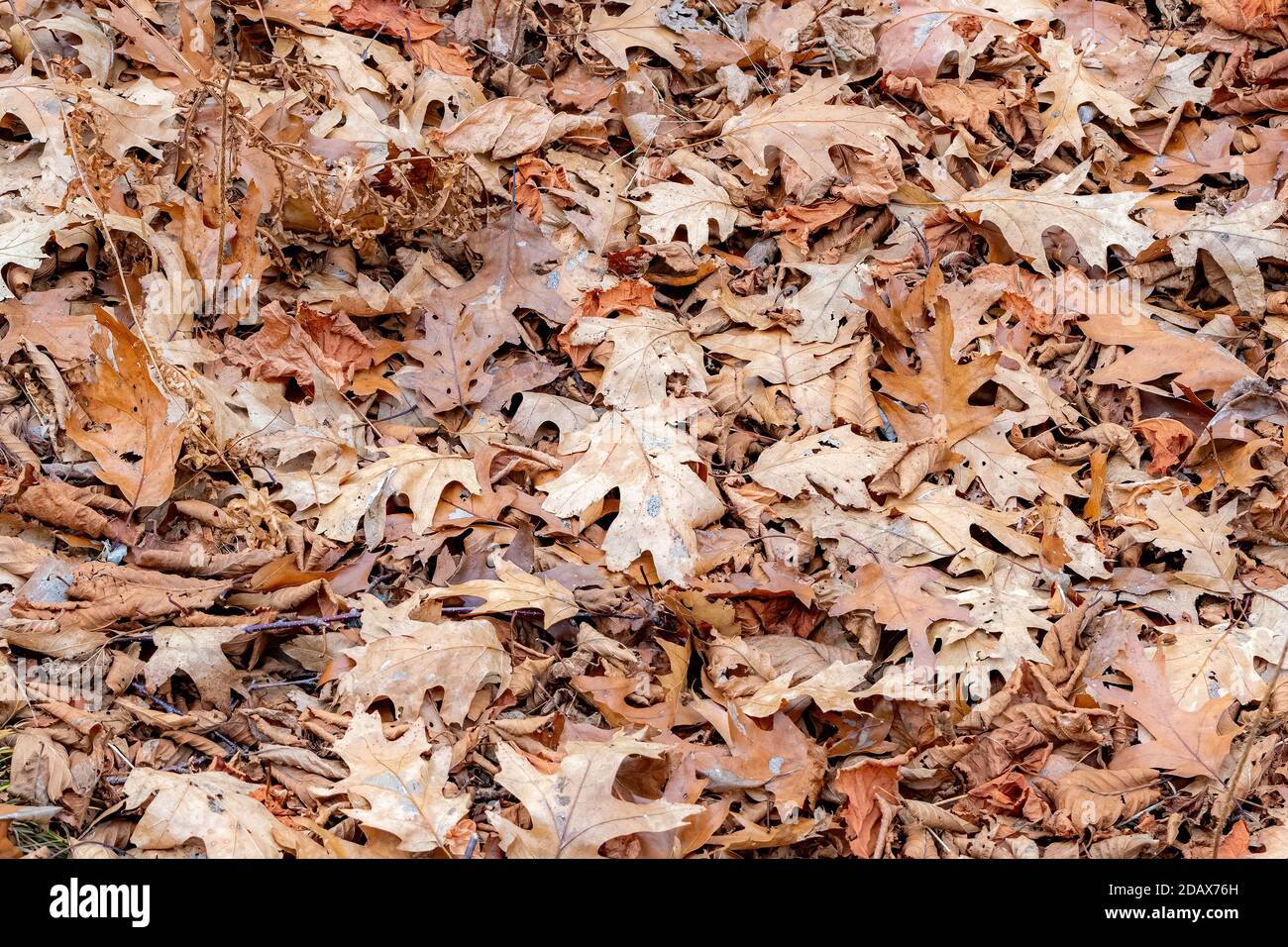 Un tas de feuilles de chêne brun sec couché sur le sol. Les feuilles remplissent complètement le cadre. Banque D'Images