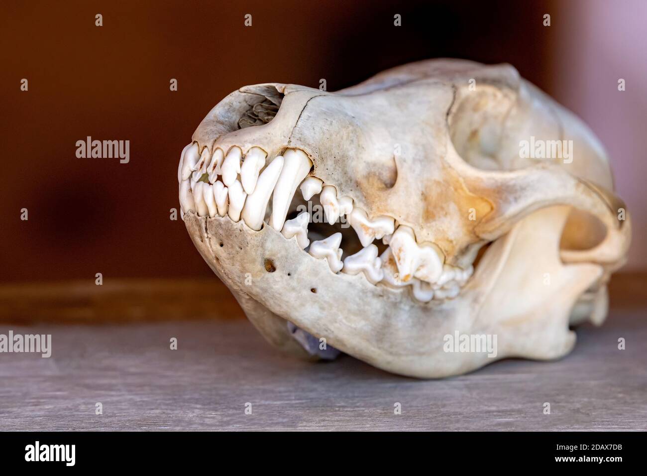 Le crâne d'un phoque commun crâne sur un comptoir. La mâchoire d'égrenage est fermée avec de longues dents canines à l'avant. Vue en gros plan. Banque D'Images