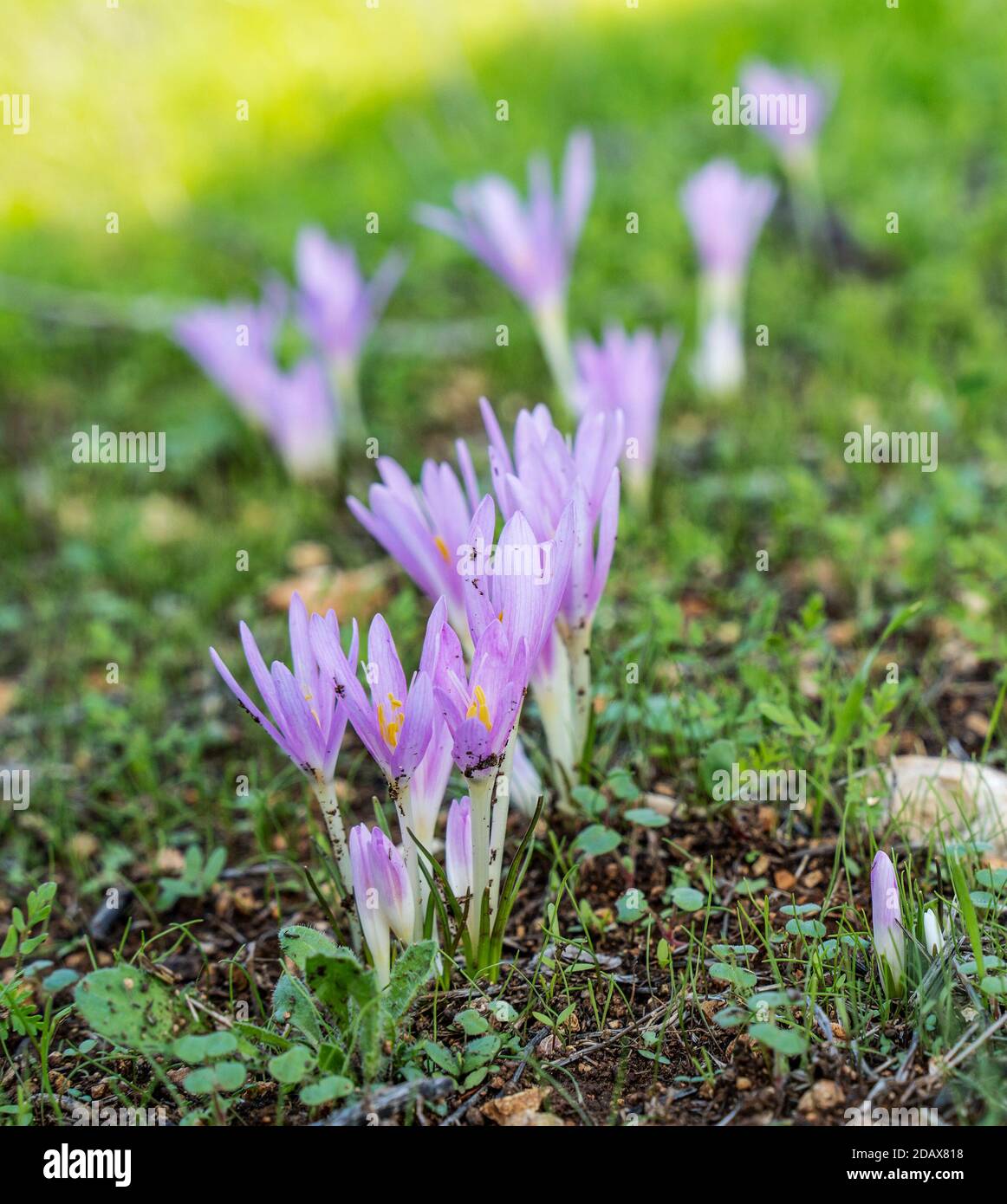 Un timbre de Colchicum Stevenii, ou safrons de la prairie de Steven, dans un champ de jachère en Israël. Banque D'Images