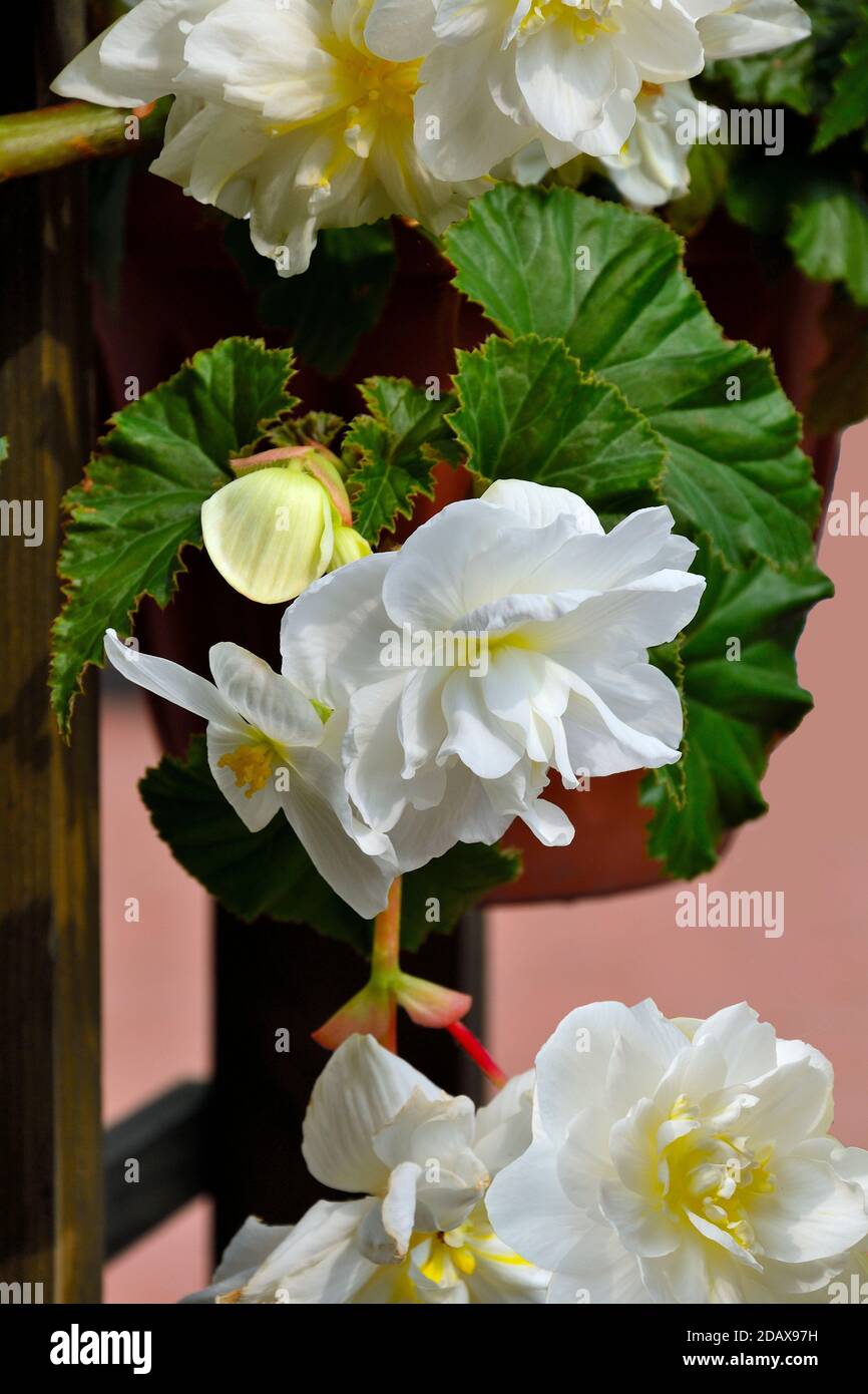Fleurs douces de la mensonie blanche dans le pot de fleurs gros plan. Begonia est spectaculaire et élégante plante décorative en fleurs pour le jardin, maison floricultur Banque D'Images