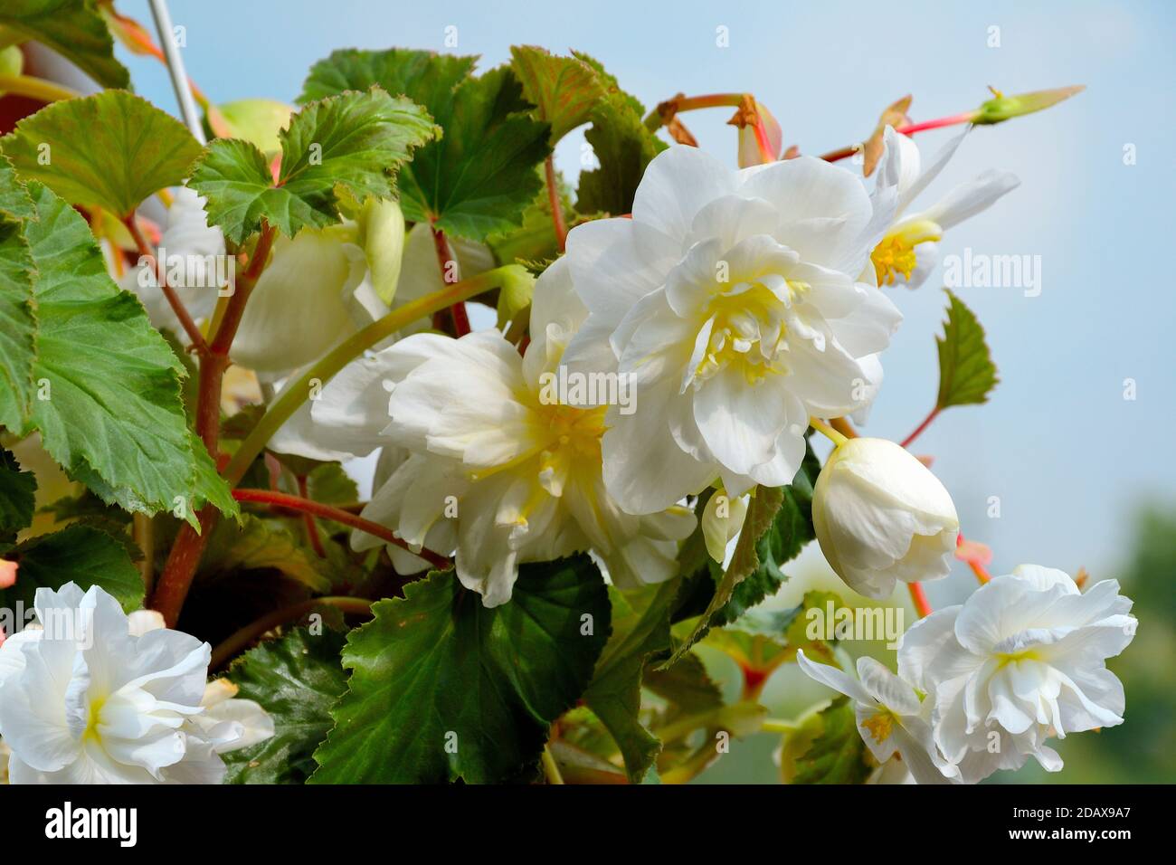 Fleurs douces de la mensonie blanche dans le pot de fleurs gros plan. Begonia est spectaculaire et élégante plante décorative en fleurs pour le jardin, maison floricultur Banque D'Images