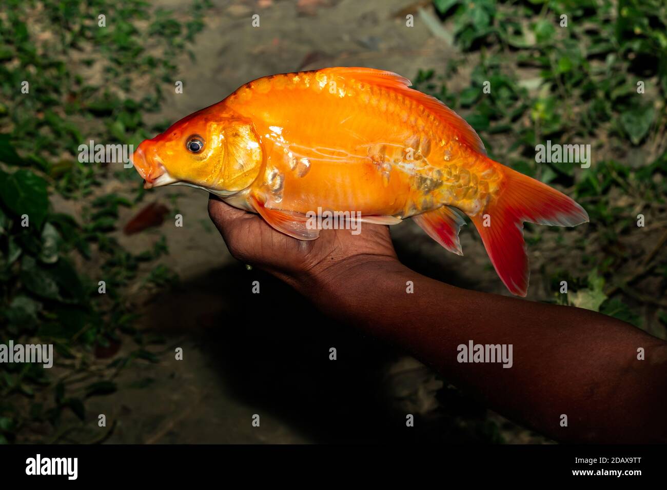 Un homme tient un poisson de carpe doré ou un minercap dans sa main Banque D'Images