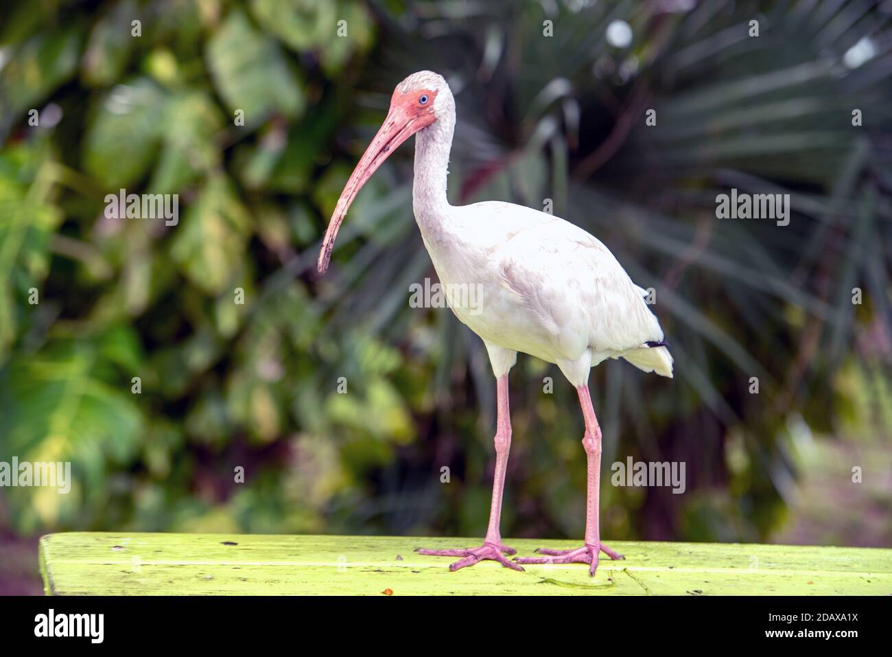 Ibis blanc à pied le long d'un rail vert fluorescent Banque D'Images