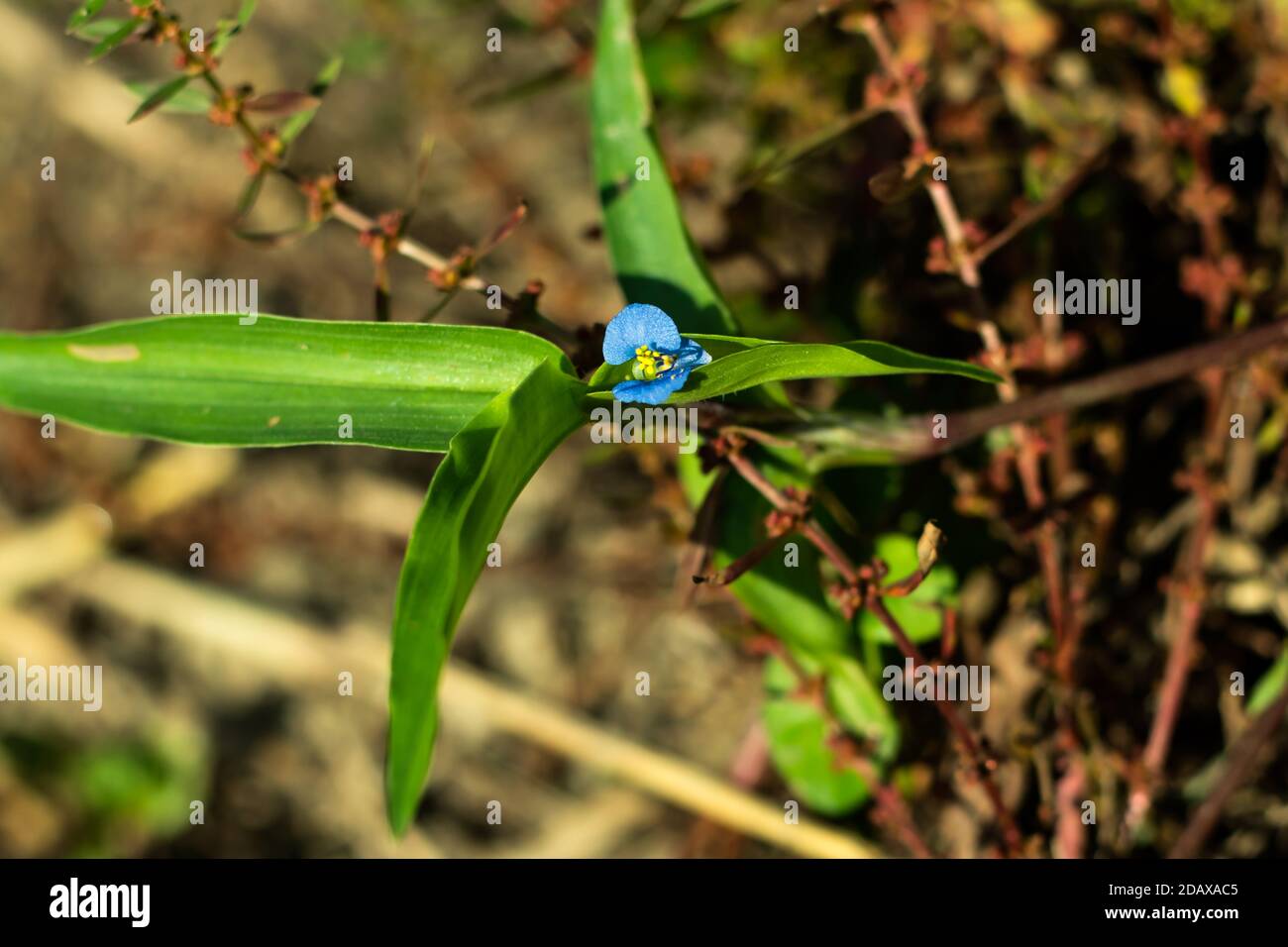 Une très belle petite fleur d'herbe bleue dans le champ Banque D'Images