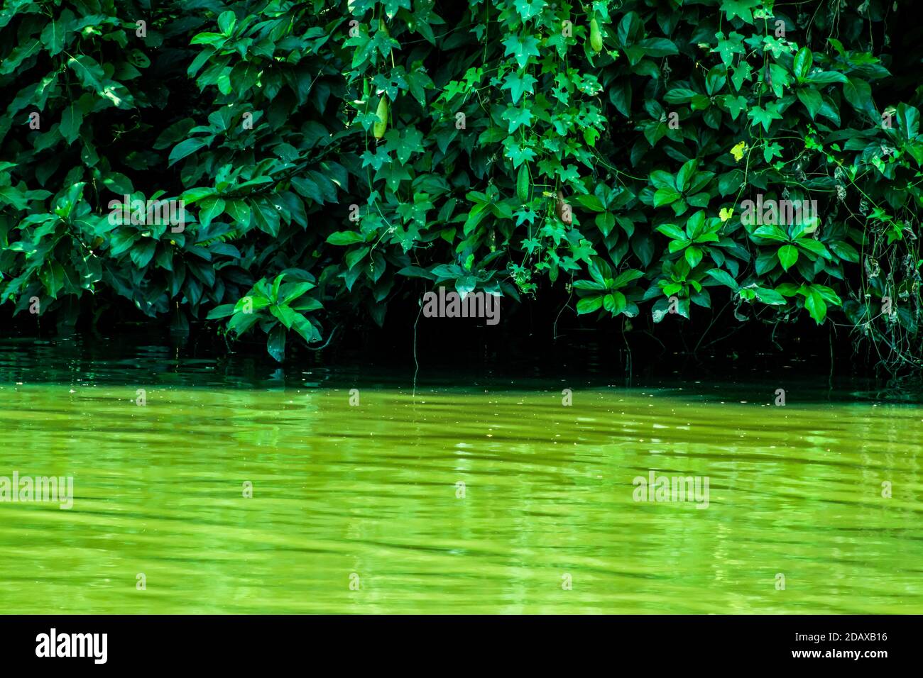 Dans l'étang qui baisse l'ombre ou réfléchissent dessus arbres verts Banque D'Images