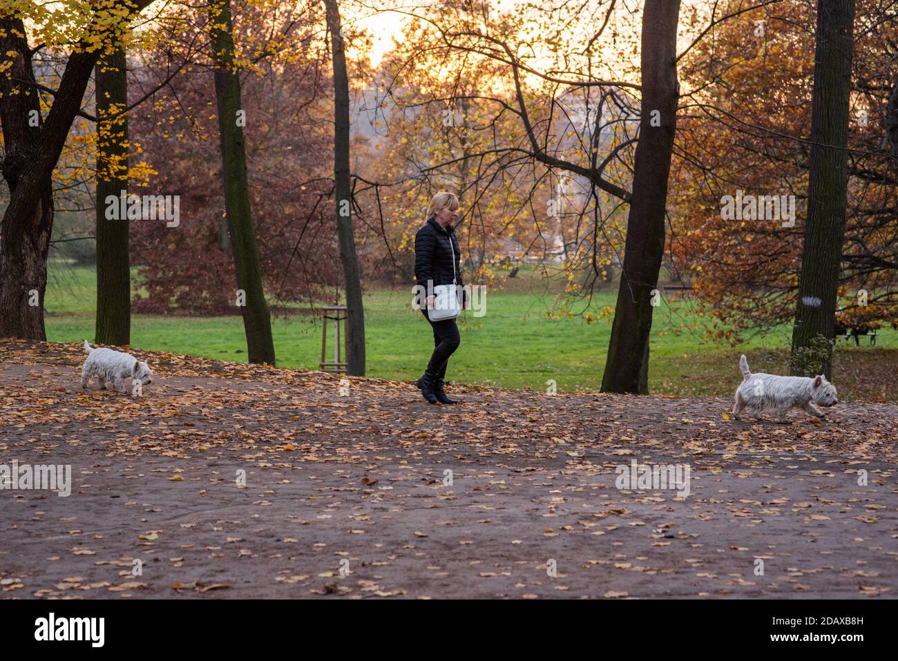 11/14/2020. Parc Stromovka. Prague république tchèque. Une femme marche ses deux chiens identiques dans le parc un dimanche jour d'hiver. Banque D'Images