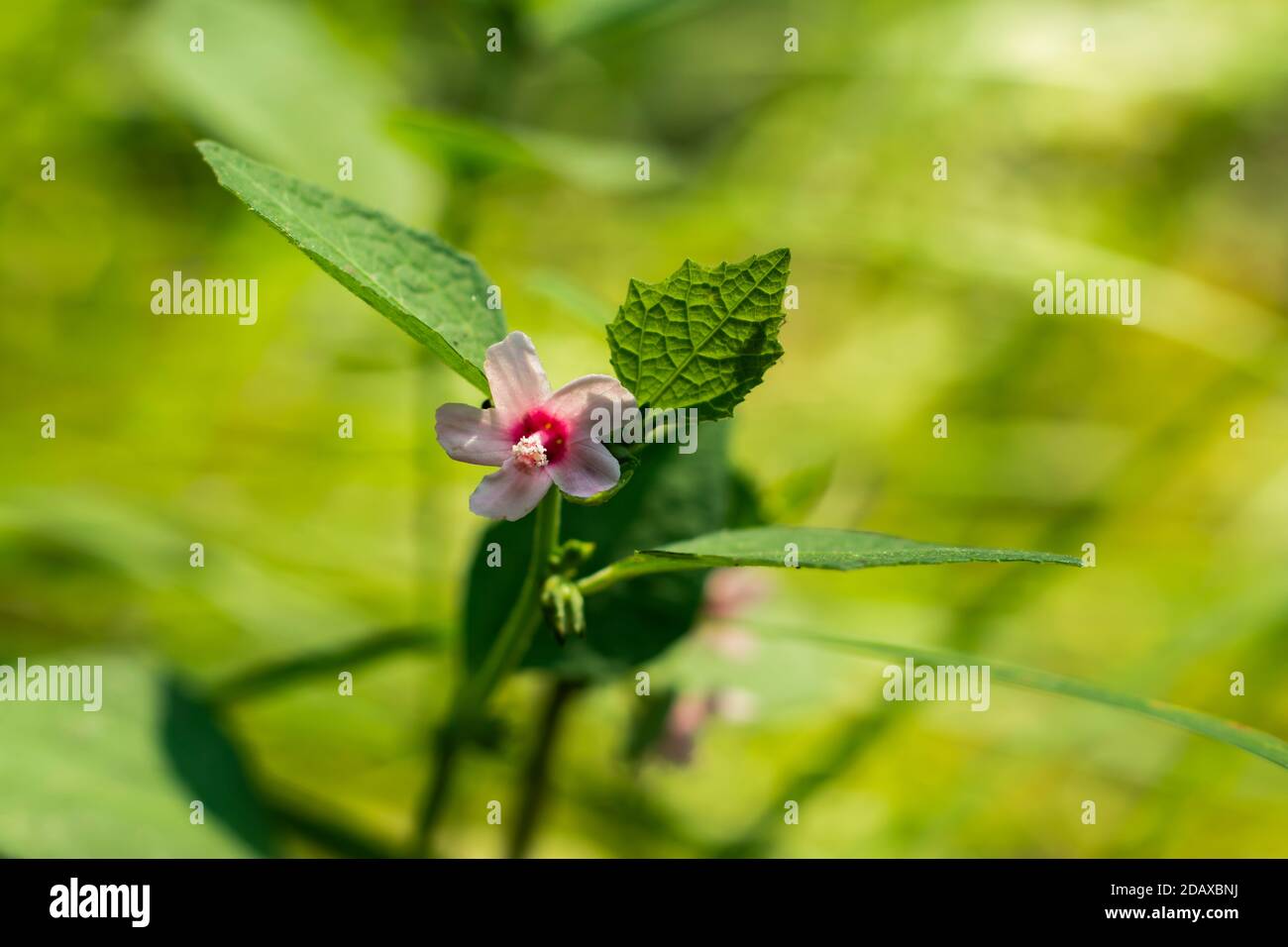 Blanc et rose rouge couleur très petite herbe agréable fleur Banque D'Images