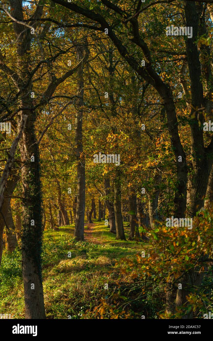Mur de terre autour de l'historique Haithabu, Busdorf près du Schleswig, Haddebyer Noor, région de Schlei, Schleswig-Holstein, Allemagne du Nord, Europe Banque D'Images