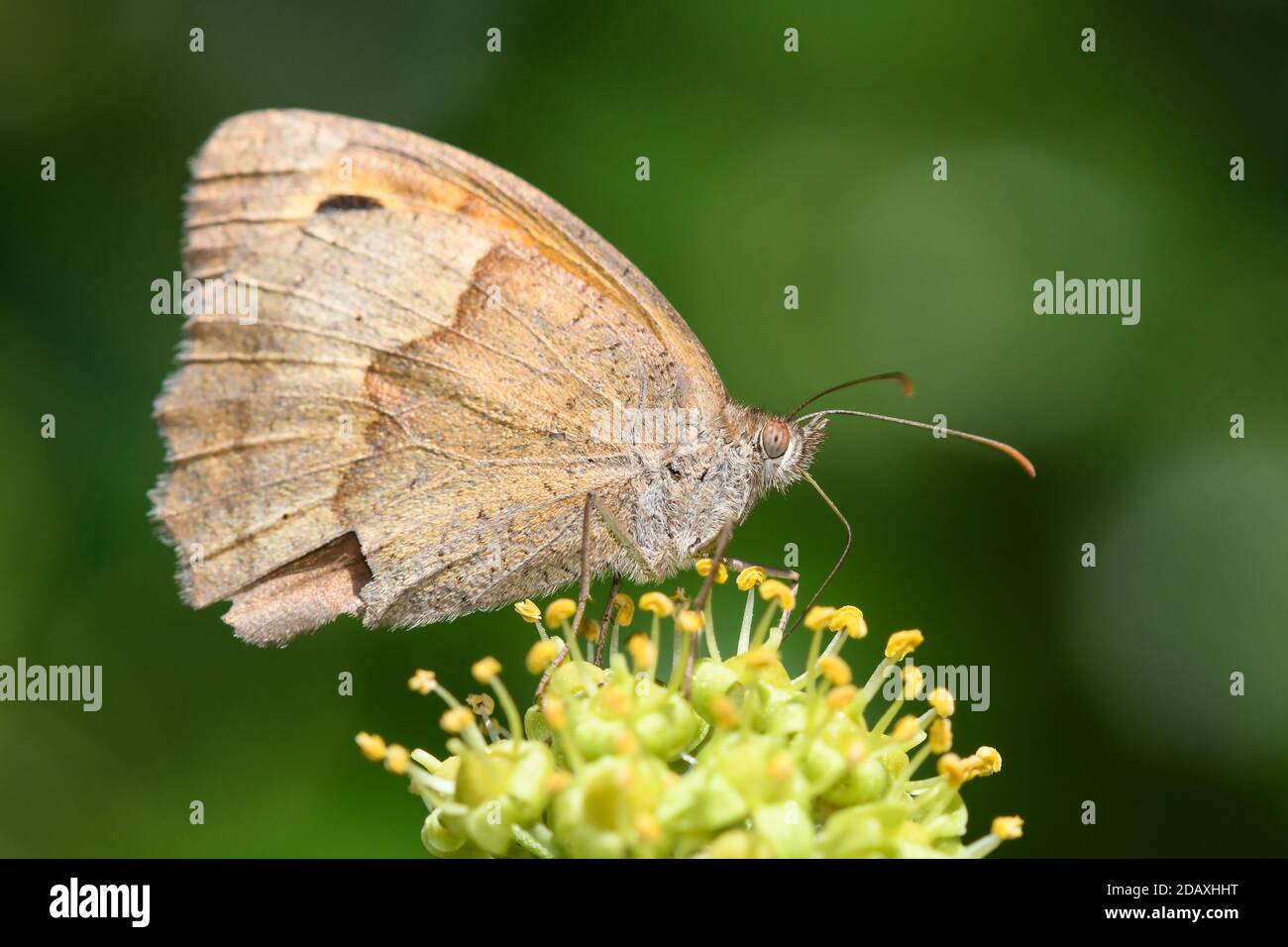 Gros plan du papillon Gatekeeper qui se nourrit de fleurs de lierre Banque D'Images