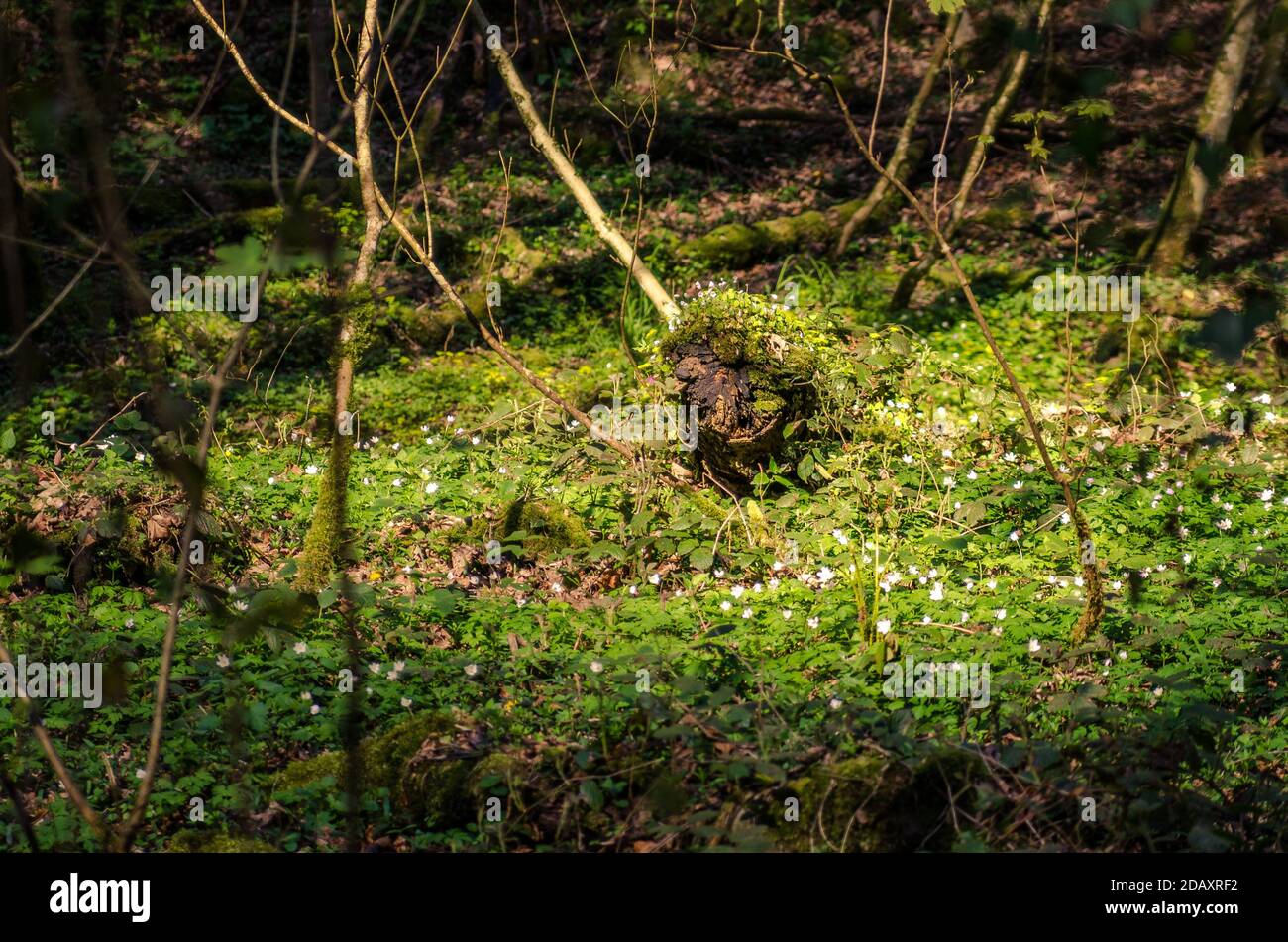 Paysage forestier incroyable avec mousse et trèfle en fleurs Banque D'Images