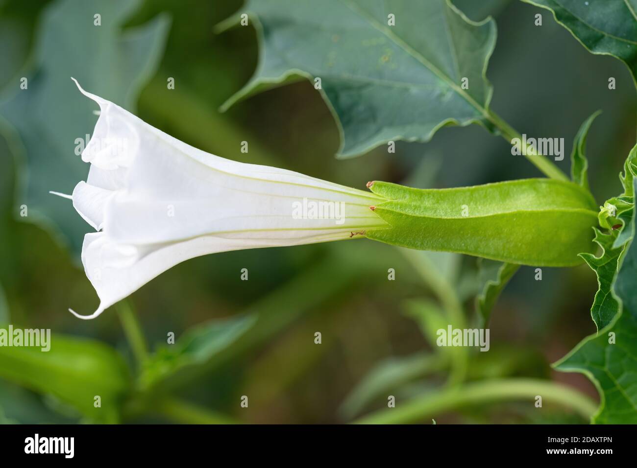 Détail de la fleur blanche en forme de trompette de la trompette de diable  de plante hallucinogène (Datura stramonium), également appelée jimsonweed.  Faible profondeur de champ et bl Photo Stock - Alamy