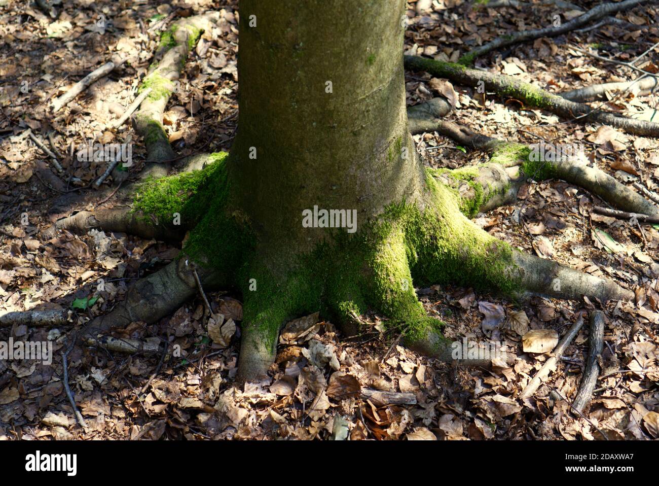 Feuilles tombées autour d'une base d'arbres Banque D'Images