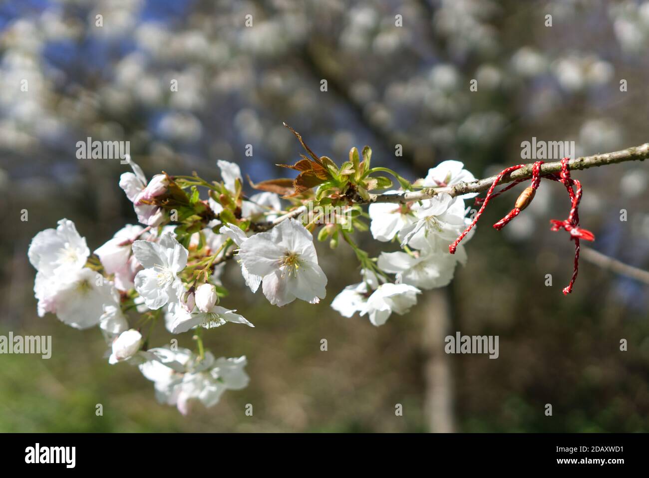 Corde rouge sur la branche de Spring Snow Floraison Apple Tree Banque D'Images